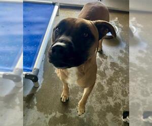 Mutt Dogs for adoption in Camarillo, CA, USA