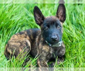 Belgian Malinois-Dutch Shepherd Dog Mix Puppy for sale in CALHAN, CO, USA