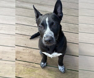 Mutt Dogs for adoption in Parker Ford, PA, USA