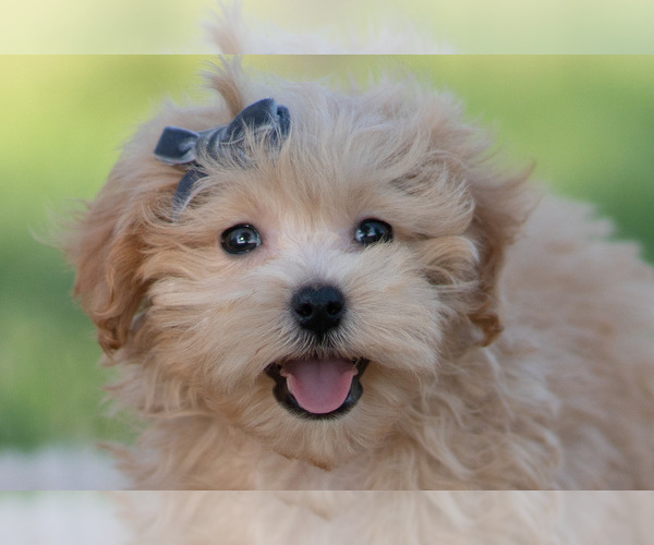 Medium Photo #61 Maltipoo (Miniature) Puppy For Sale in WARSAW, IN, USA