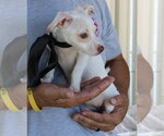 Small #2 Chihuahua