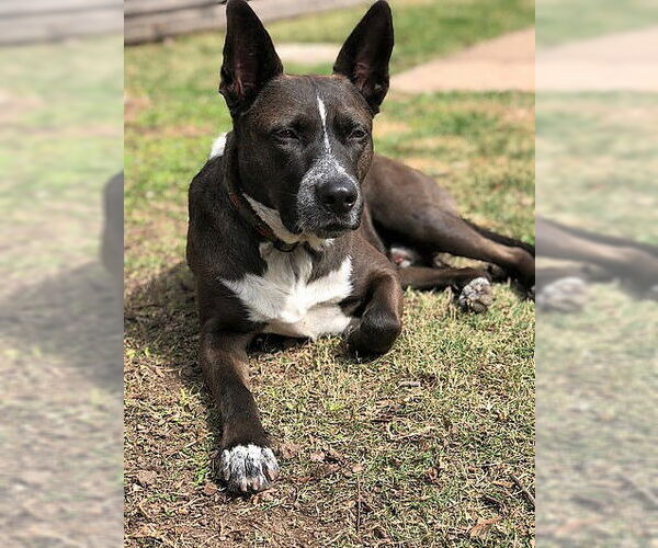 Medium Photo #4 Mutt Puppy For Sale in Houston, TX, USA