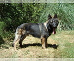 Small Photo #2 Malinois Puppy For Sale in SHELTON, WA, USA