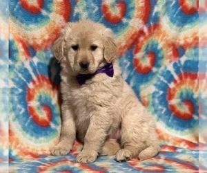 Anatolian Shepherd-Golden Retriever Mix Puppy for sale in LANCASTER, PA, USA