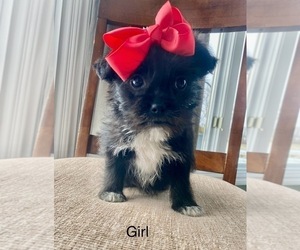 Schnoodle (Miniature) Puppy for sale in ARMADA, MI, USA
