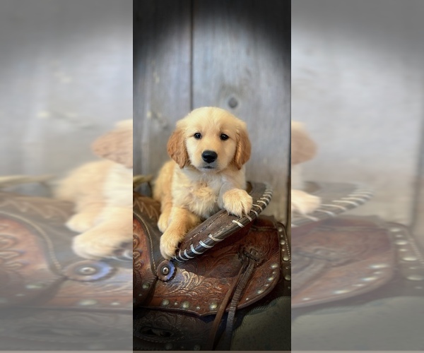 Medium Photo #1 Golden Retriever Puppy For Sale in PEEBLES, OH, USA
