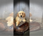 Image preview for Ad Listing. Nickname: Golden Boys