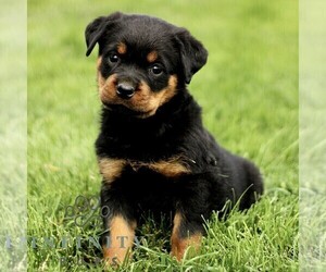 Rottweiler Puppy for sale in CHRISTIANA, PA, USA