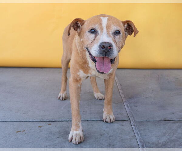Medium Photo #1 American Pit Bull Terrier-Unknown Mix Puppy For Sale in Pasadena, CA, USA
