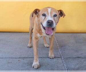 American Pit Bull Terrier-Unknown Mix Dogs for adoption in Pasadena, CA, USA