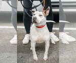 Small #1 Mutt