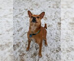 Small #8 Boston Terrier Mix