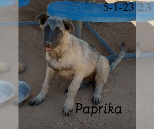 Medium Photo #11 German Shepherd Dog-Unknown Mix Puppy For Sale in Apple Valley, CA, USA