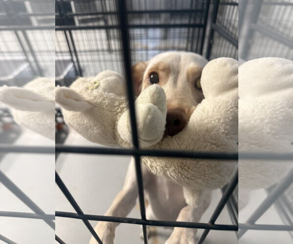 Medium Photo #1 Pointer-Unknown Mix Puppy For Sale in Walnutport, PA, USA