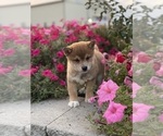 Small #5 Shiba Inu