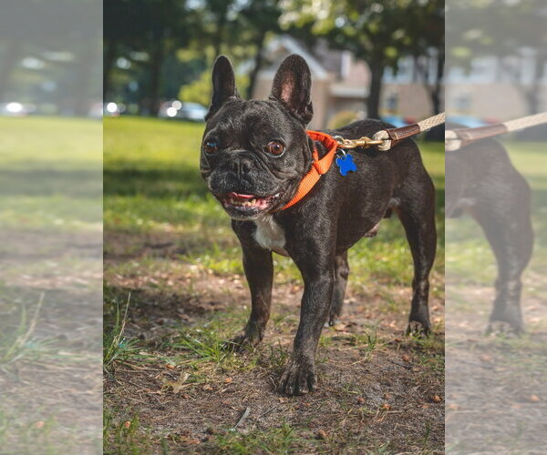 Medium Photo #5 French Bulldog Puppy For Sale in Oak Bluffs, MA, USA