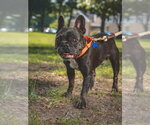 Small #4 French Bulldog