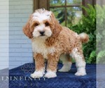 Small #2 Cavapoo (Miniature)