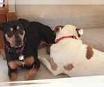 Small #2 Rottweiler Mix