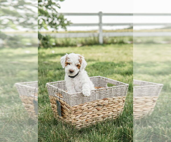 Medium Photo #28 Goldendoodle (Miniature) Puppy For Sale in FREDERICA, DE, USA