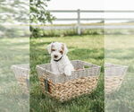 Puppy 5 Goldendoodle (Miniature)
