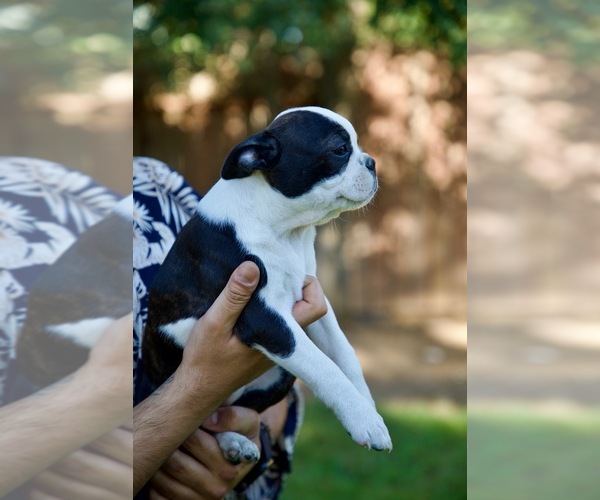 Medium Photo #4 Boston Terrier Puppy For Sale in CARMICHAEL, CA, USA
