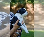 Small Photo #15 Boston Terrier Puppy For Sale in CARMICHAEL, CA, USA