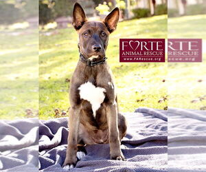 Spirit - Female Border Collie-Unknown Mix Dog for Adoption - Photo #4