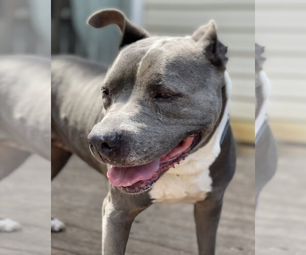 Medium Photo #6 American Pit Bull Terrier Puppy For Sale in Techny, IL, USA