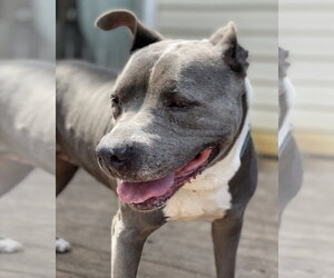Lola - Female American Pit Bull Terrier Dog for Adoption - Photo #6