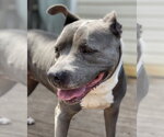 Small #5 American Pit Bull Terrier