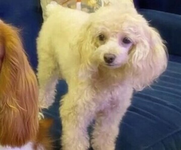 Medium Photo #1 Cavapoo (Toy) Puppy For Sale in FORT WORTH, TX, USA