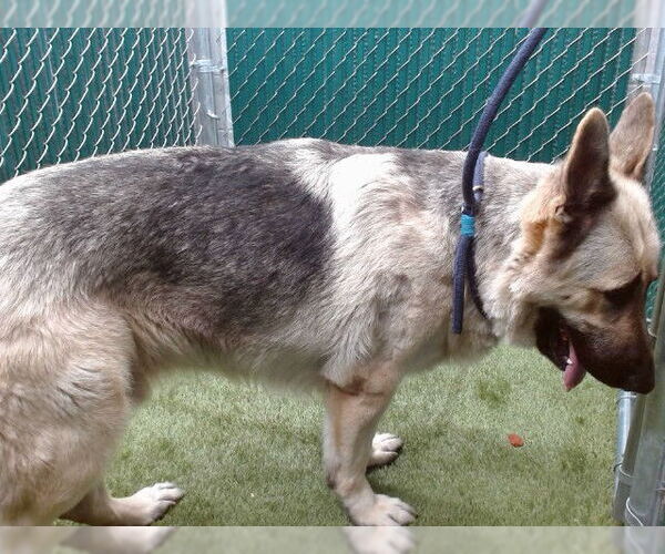 Medium Photo #1 German Shepherd Dog Puppy For Sale in Downey, CA, USA