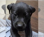 Small #7 Labrador Retriever Mix