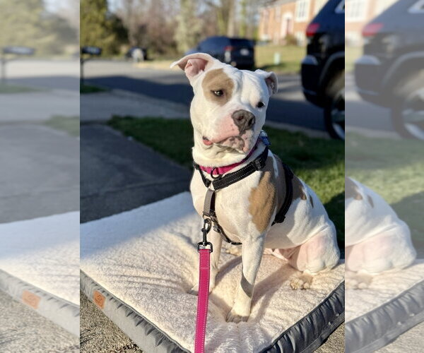 Medium Photo #11 Mutt Puppy For Sale in Alexandria, VA, USA