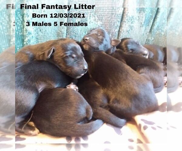 Medium Photo #2 Belgian Malinois-German Shorthaired Pointer Mix Puppy For Sale in SALINAS, CA, USA