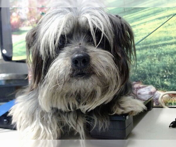 Medium Photo #1 Mutt Puppy For Sale in Moreno Valley, CA, USA