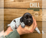 Puppy Chill German Shorthaired Pointer