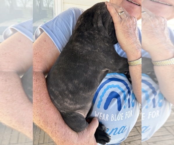 Medium Photo #3 Cane Corso Puppy For Sale in STUART, IA, USA