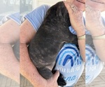Small #2 Cane Corso