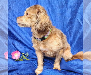 Trixie - Female Havanese Dog for Adoption - Photo #3