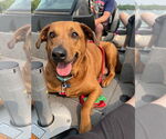 Small #3 Rhodesian Ridgeback Mix