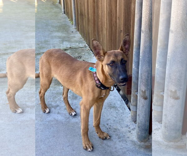 Medium Photo #3 Mutt Puppy For Sale in San Diego, CA, USA