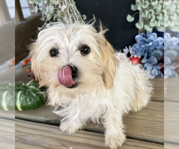 Medium Photo #3 Morkie Puppy For Sale in WILLIAMSBURG, IN, USA