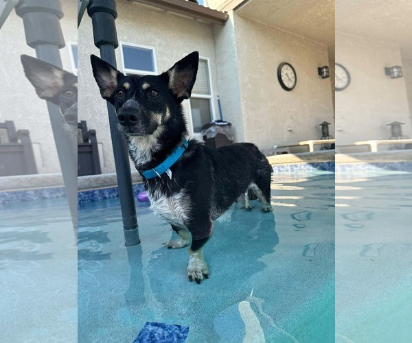 Medium Photo #6 Chihuahua-Unknown Mix Puppy For Sale in Visalia, CA, USA