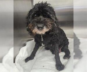 Poodle (Miniature)-Unknown Mix Dogs for adoption in Rosenberg, TX, USA