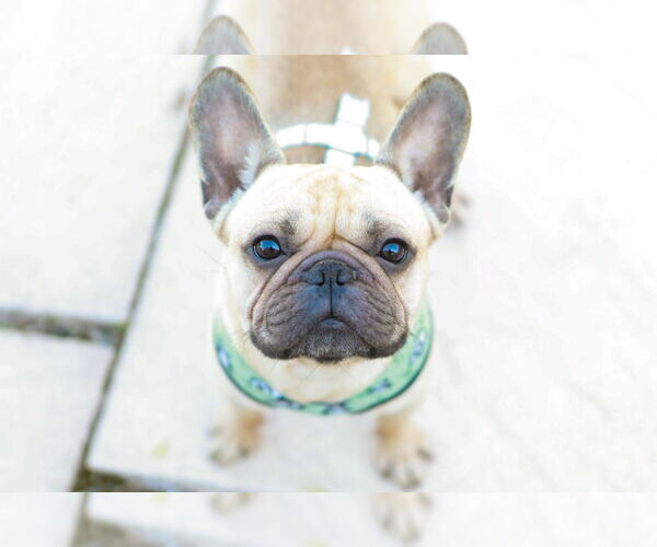Medium Photo #4 French Bulldog Puppy For Sale in St. Louis Park, MN, USA