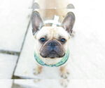 Small #3 French Bulldog
