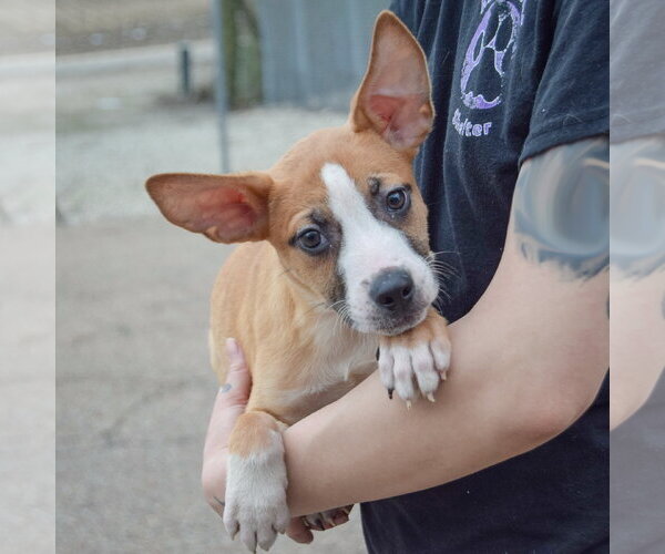 Medium Photo #3 Boxer-Bull Terrier Mix Puppy For Sale in Huntley, IL, USA