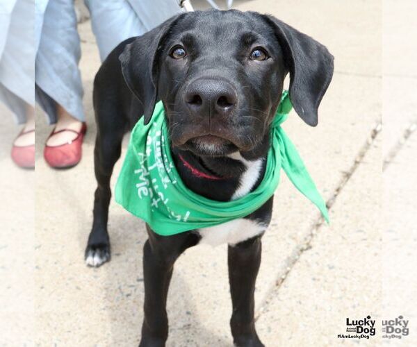 Medium Photo #4 Labrador Retriever-Retriever  Mix Puppy For Sale in Washington, DC, USA